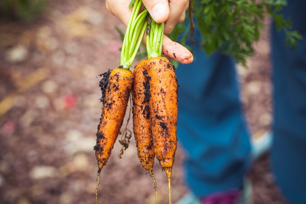 Someone holding 3 carrots with dirt still on them