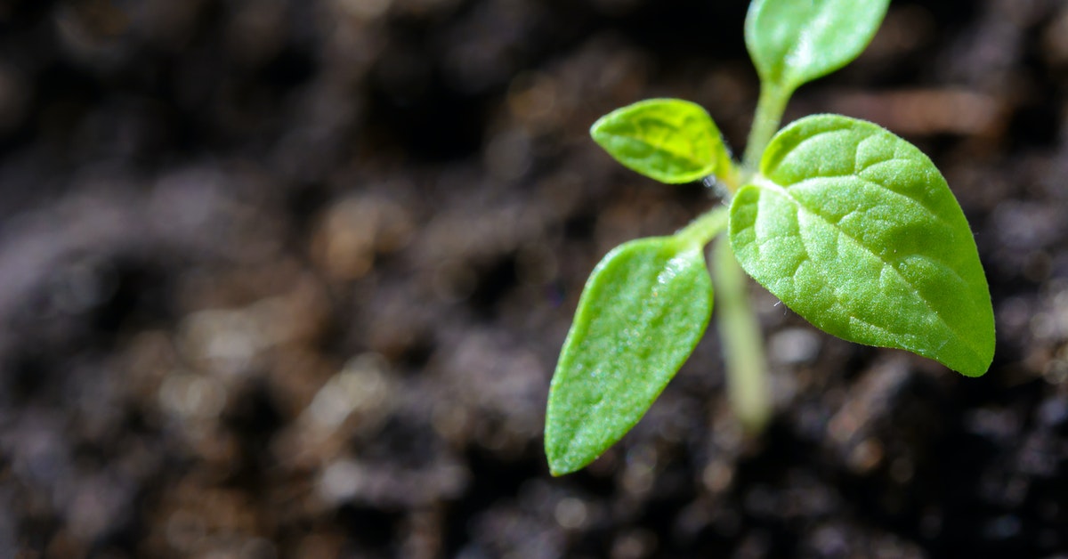 A close-up of a small green plant in soil